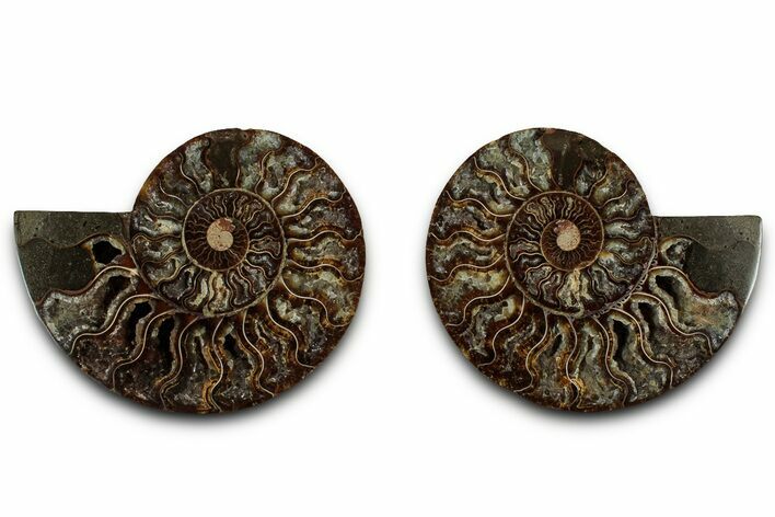Cut & Polished, Crystal-Filled Ammonite Fossil - Madagascar #317995